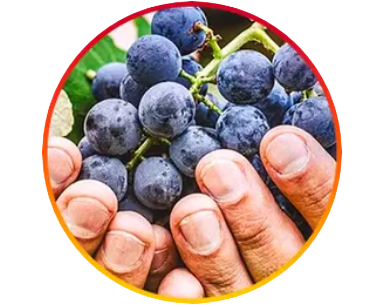 Resveratrol