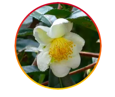 Camellia Sinensis