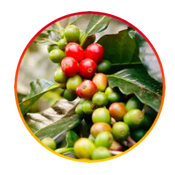 Chlorogenic Acid