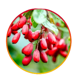 Berberine